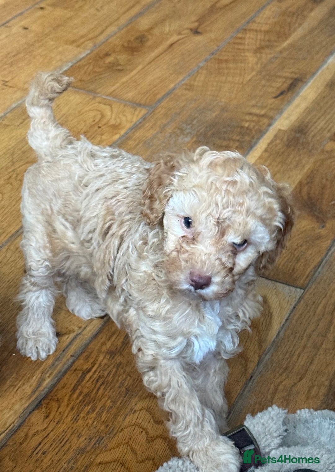 Poochon dogs for sale: Poodle X Pups - Image 2