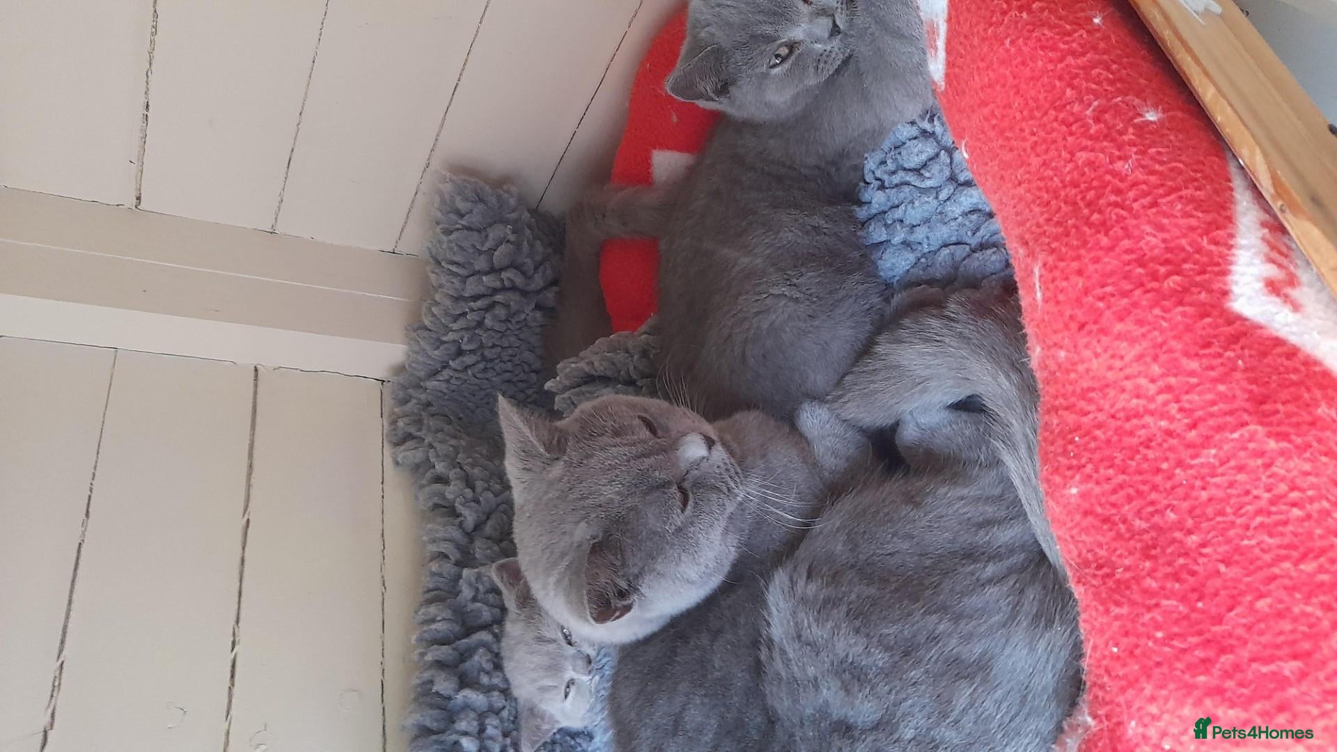 British Shorthair cats British Shorthair kittens - Advert 1