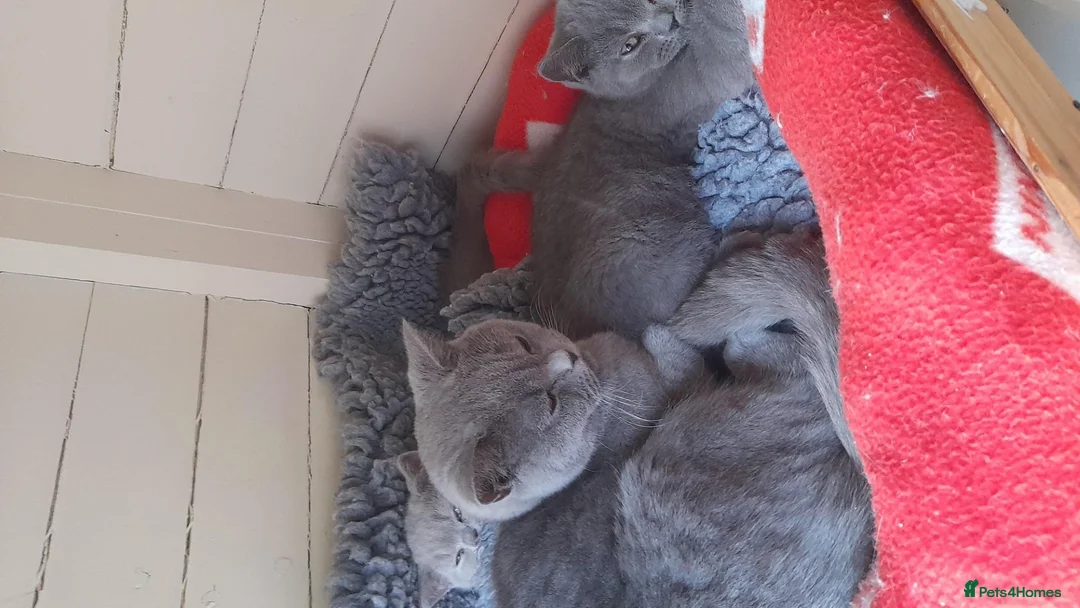 British Shorthair cats for sale: British Shorthair kittens in Horsham - Advert 1