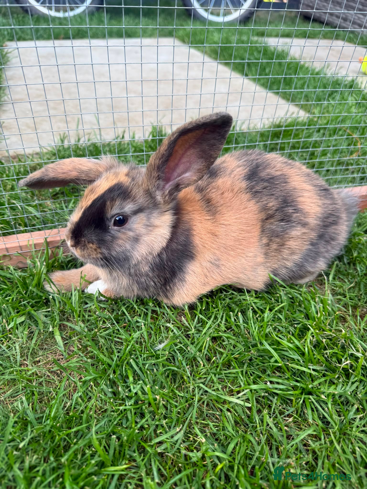 Mini Lop rabbits 5 adorable bunnies for sale  - Advert 1