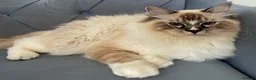 Ragdoll cats for stud: Proven Registered Stud - Advert 5