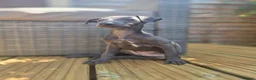 Italian Greyhound dogs for sale: Blue Italian greyhound - Advert 6