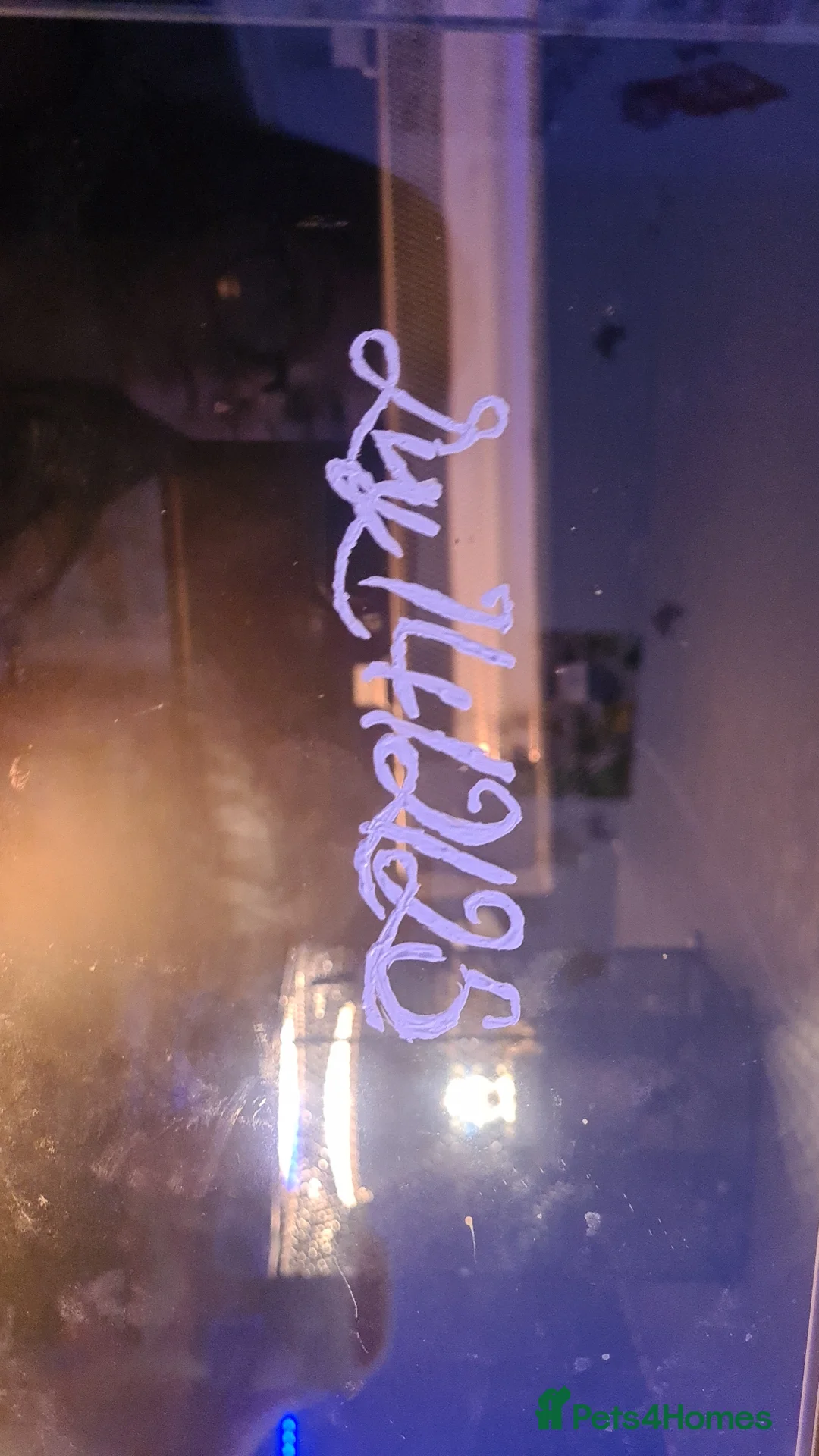 Python Snake reptiles for sale: Royal pied python snake  - Advert 10