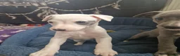 Whippet dogs for sale: Heart and DNA tested Blue Parti Whippet Puppies. - Advert 17