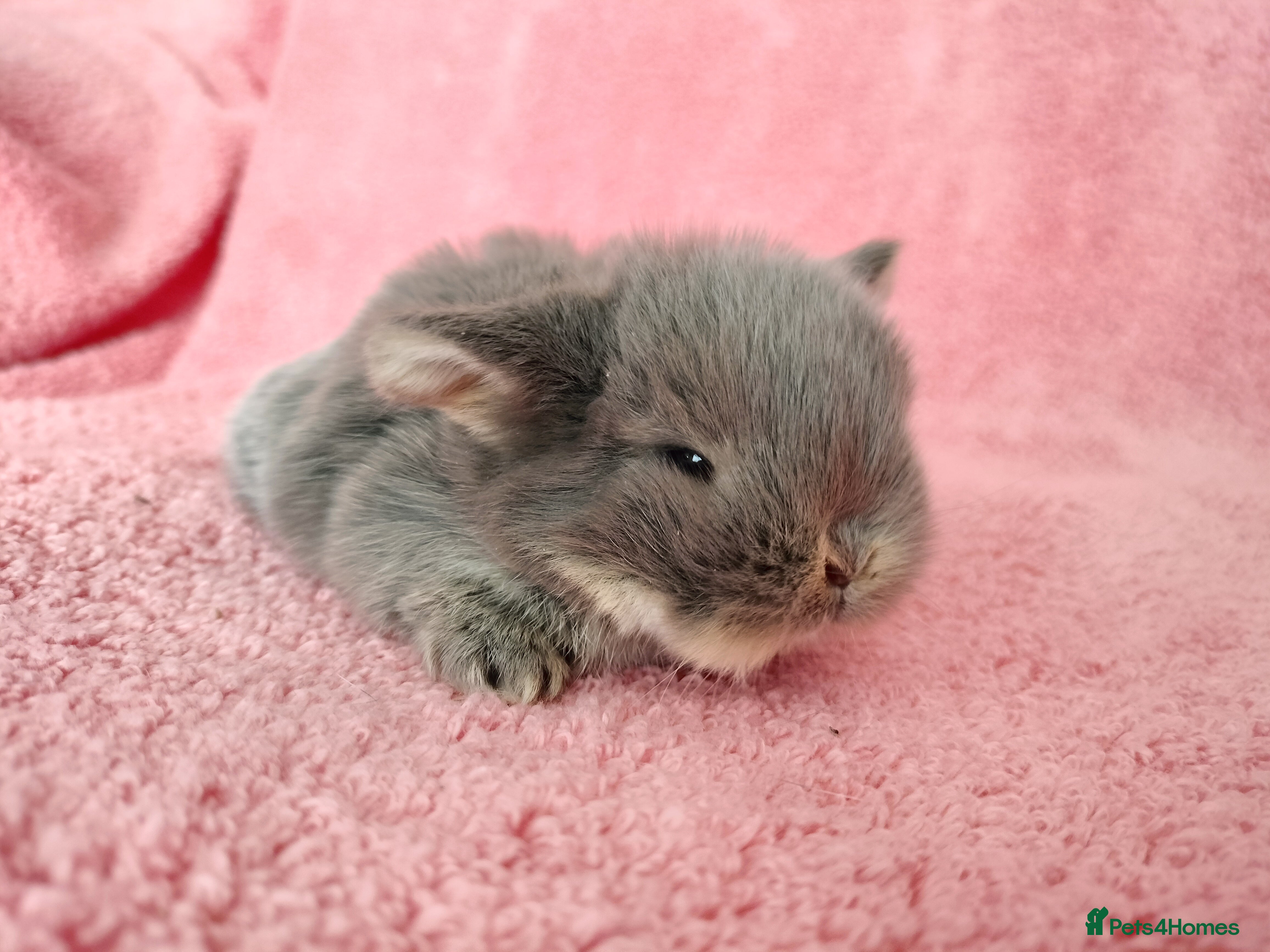 Mini Lop rabbits Baby mini lops for sale  - Advert 4