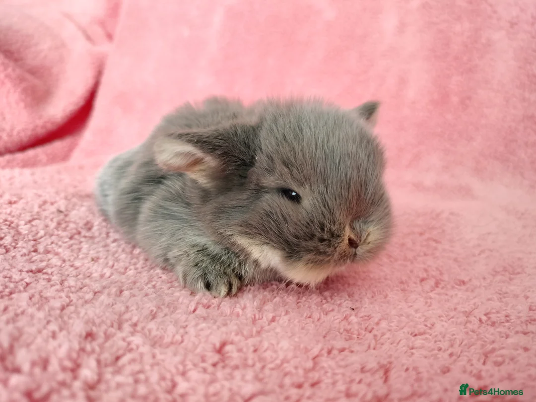 Mini Lop rabbits for sale: Baby mini lops for sale  - Advert 1