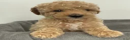 Mixed Breed dogs for sale: Unusual Café Au Lait Poodle Puppies - Advert 15