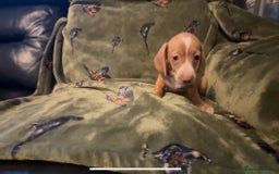Miniature Dachshund dogs for sale: Kc registered Miniature dachshund puppies  - Image 13
