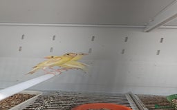 Finches birds for sale: Canaries for sale - Image 5