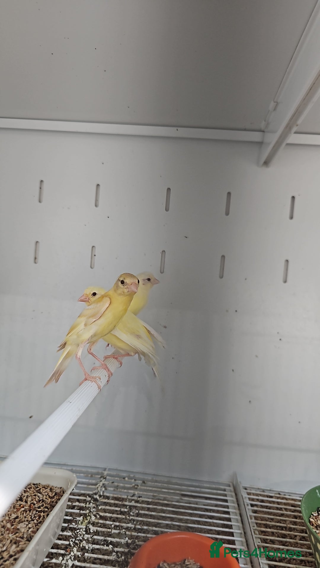 Finches birds for sale: Canaries for sale - Image 5
