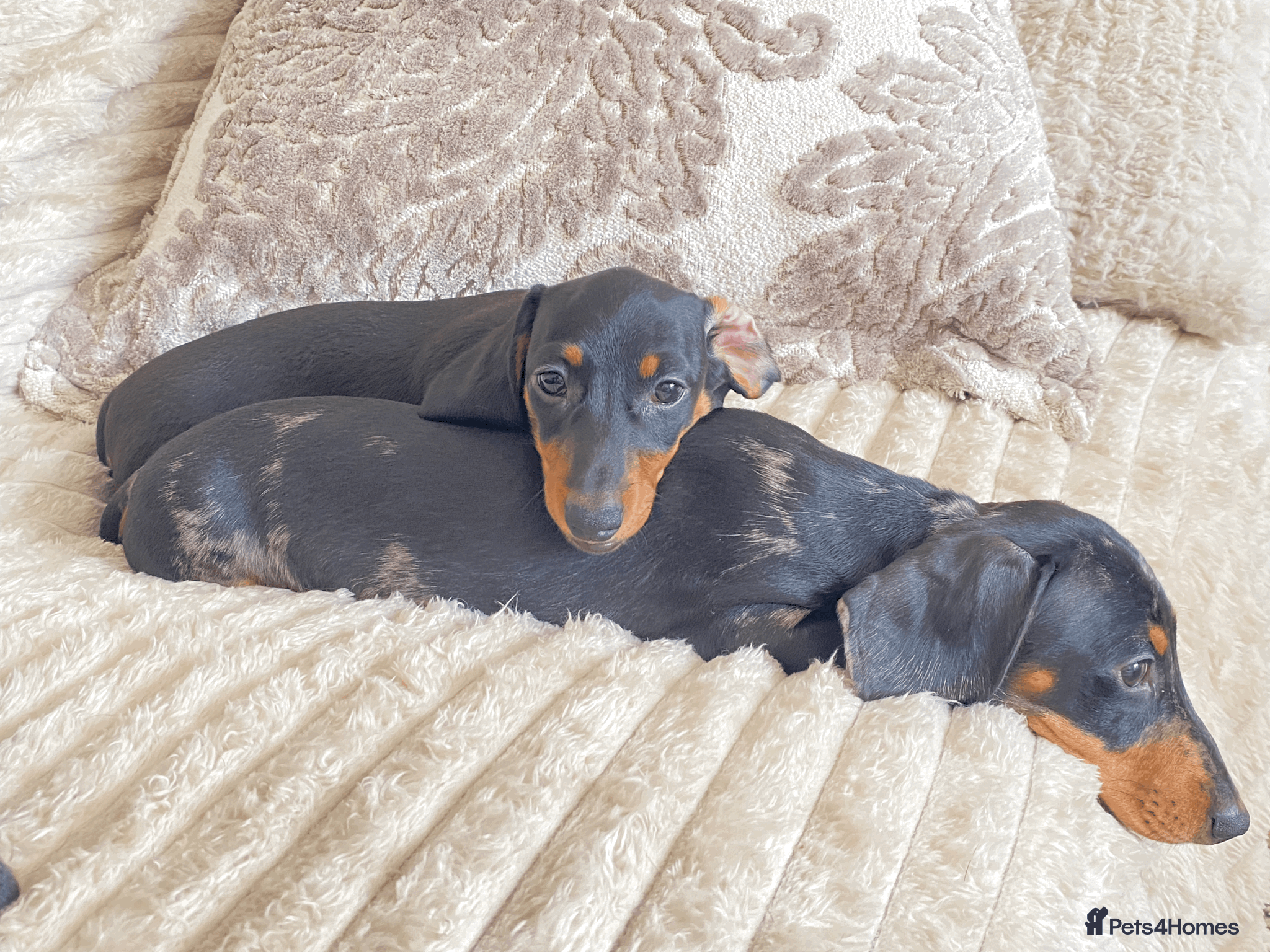 Miniature Dachshund dogs Minature Dachshund Pups - Advert 1
