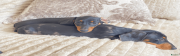 Miniature Dachshund dogs for sale: Minature Dachshund Pups - Advert 1