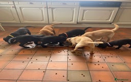 Labrador Retriever dogs for sale: Beautiful KC Reg Labrador Pups - Image 1