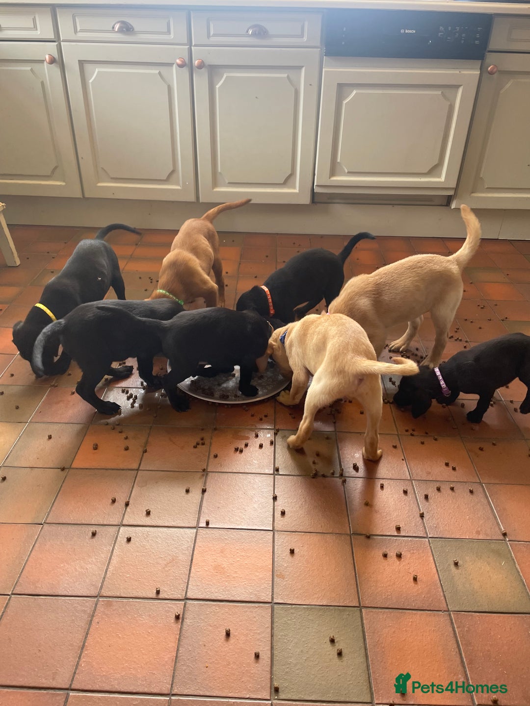 Labrador Retriever dogs for sale: Beautiful KC Reg Labrador Pups - Image 1
