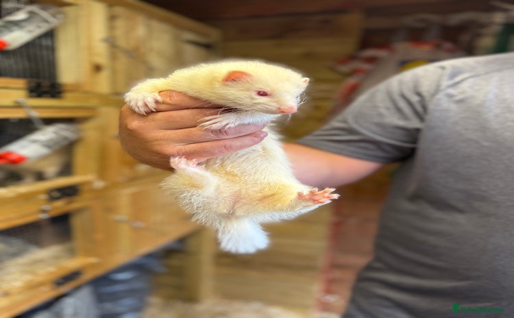 Ferret rodents - Advert 13