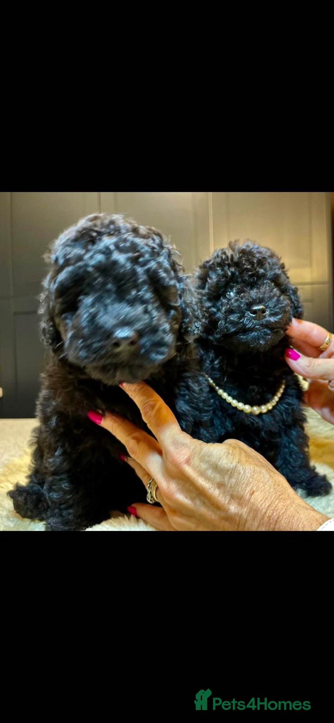 Toy Poodle dogs for sale: Quality pups from health tested parent's  - Image 1
