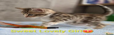Bengal 1