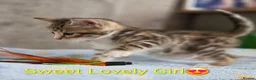 Bengal cats for sale: Bengal Metiss in Boston - Advert 5