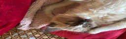 Tonkinese cats for sale: Exquisite Tonkdolls  - Advert 16