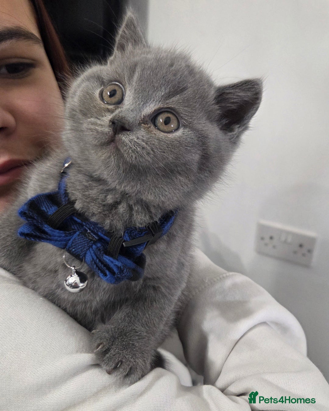British Shorthair cats for sale:  Pedigree Blue british shorthair kittens - Advert 11