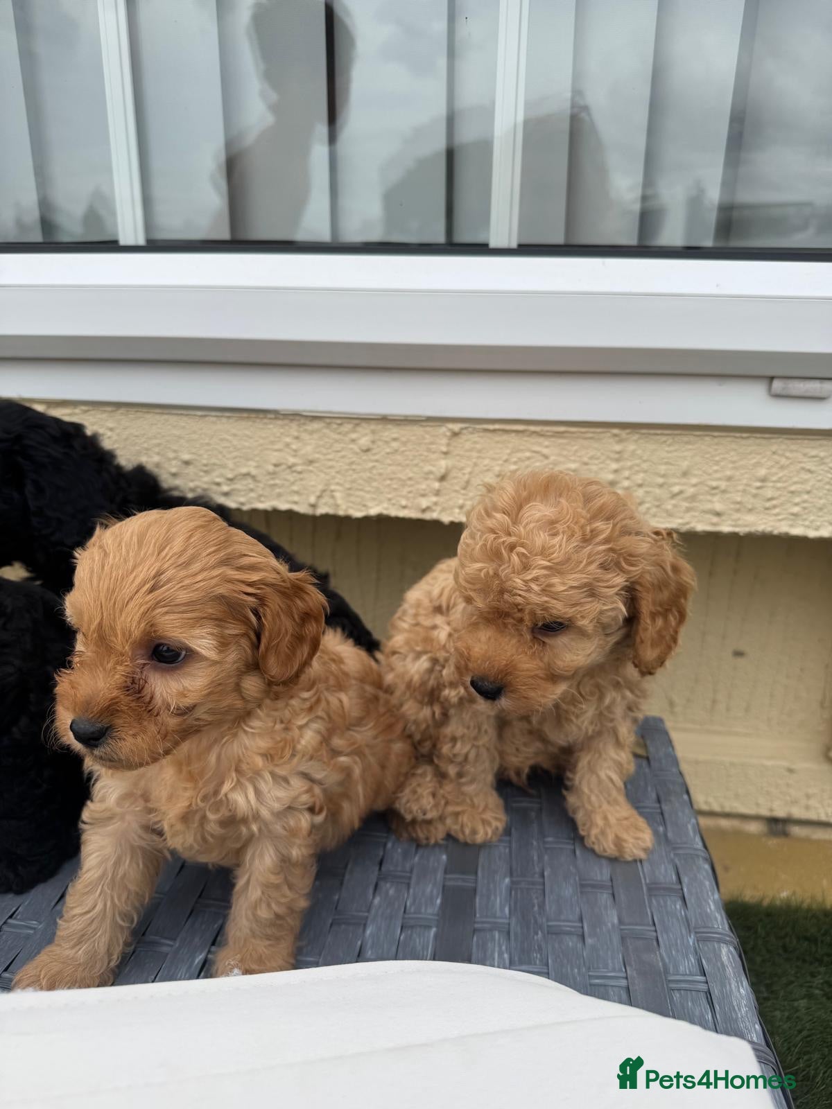 Cavapoo dogs Cavapoo puppies  - Advert 1