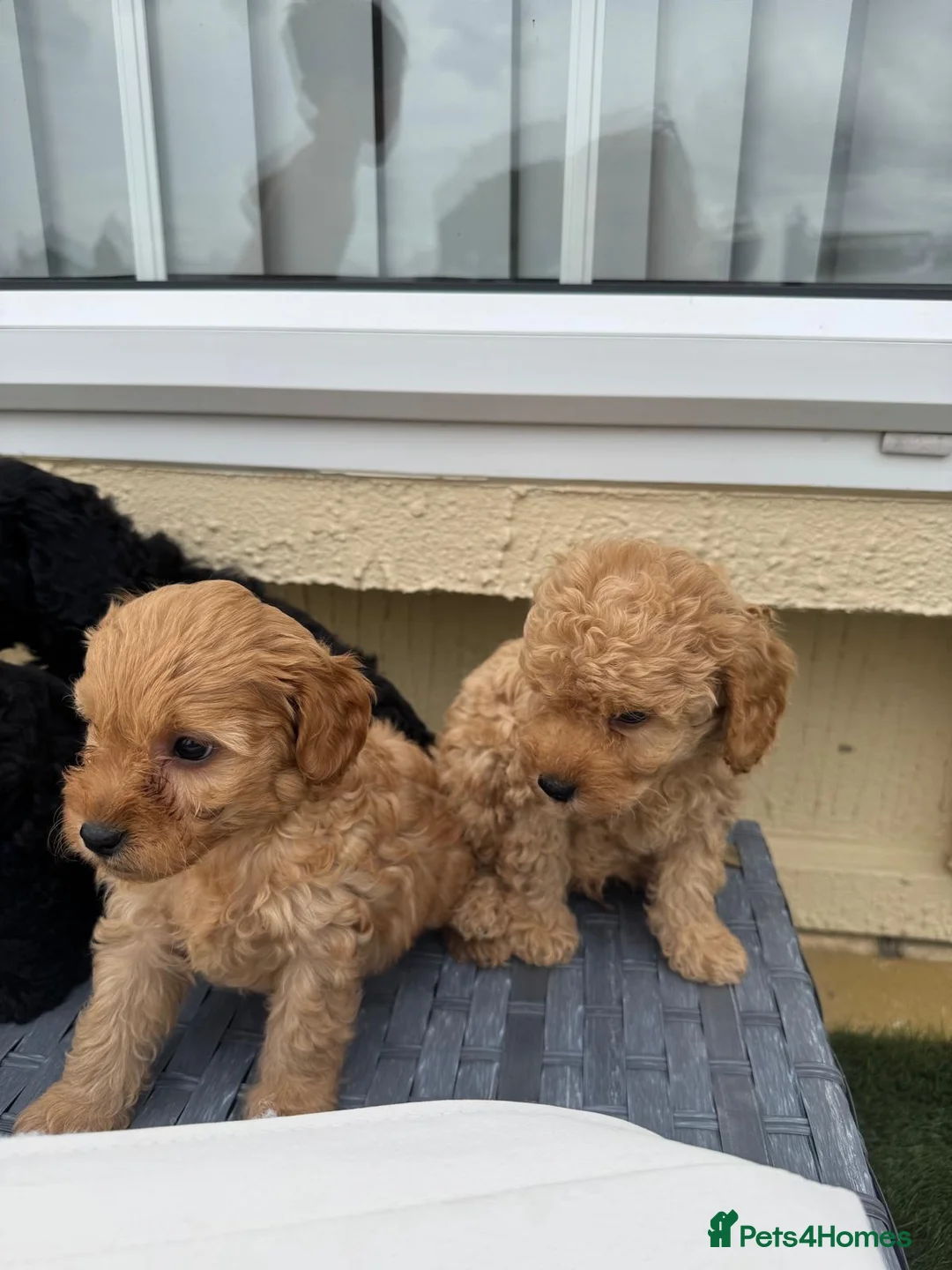 Cavapoo dogs for sale: Cavapoo puppies  - Advert 1