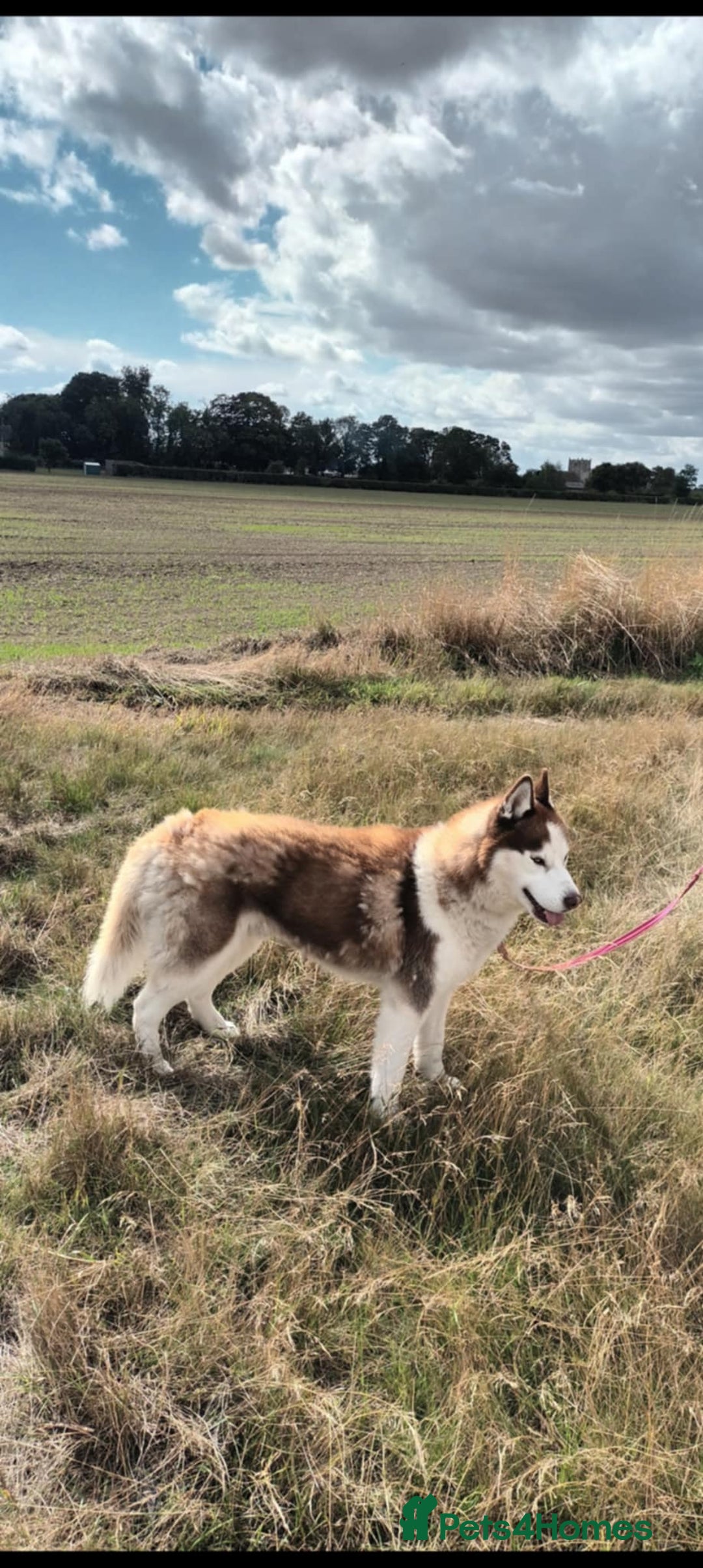 Siberian Husky dogs for sale: Two Siberian Husky Males - Image 13