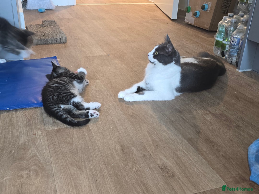 Persian cats for sale: Bundles of joy - Image 2