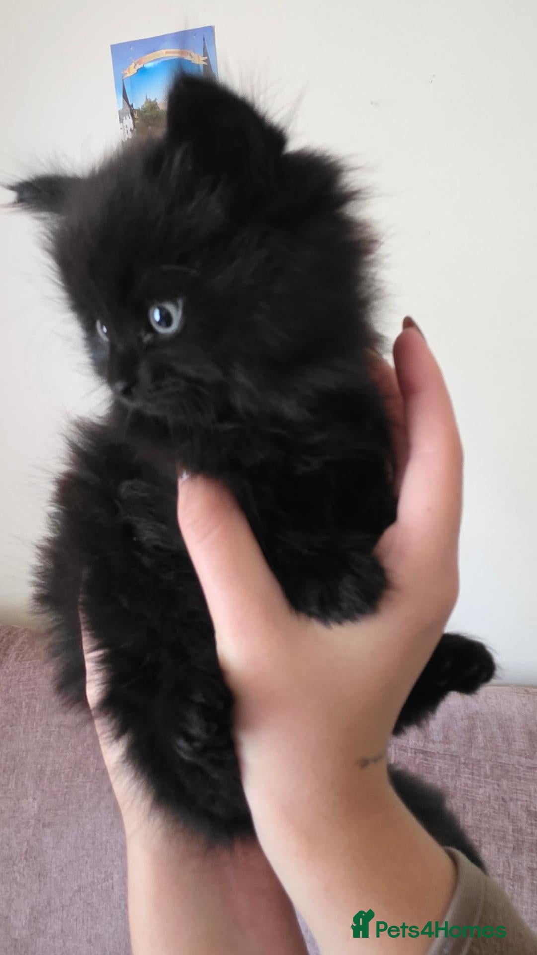 British Shorthair cats Kittens  - Advert 2