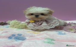Maltipoo dogs for sale: Luxury Korean F1b maltipoos 😍🐶🐾 - Image 11