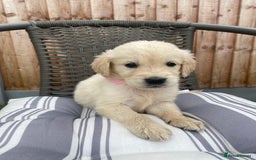 Golden Retriever dogs for sale: KC REGISTERED ®️ GOLDEN RETRIEVER PUPPIES 🐶 ❤️ - Image 2