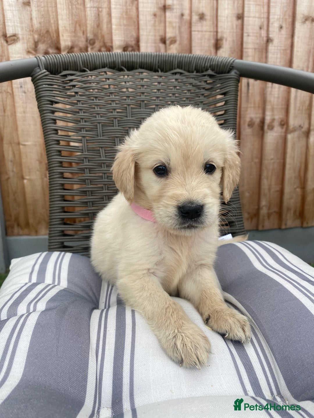 Golden Retriever dogs for sale: KC REGISTERED ®️ GOLDEN RETRIEVER PUPPIES 🐶 ❤️ - Image 2