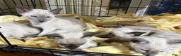 Siamese cats for sale: Siamese kittens  - Advert 7