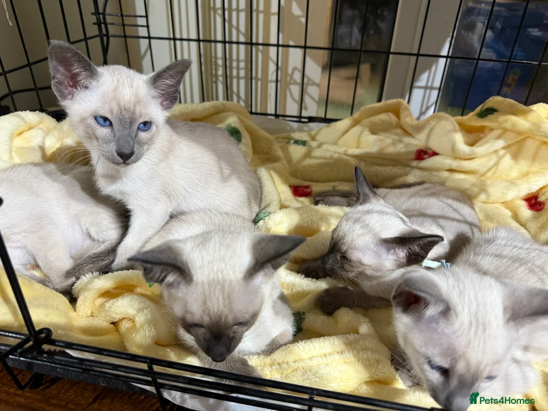 Siamese cats for sale: Siamese kittens  - Advert 7