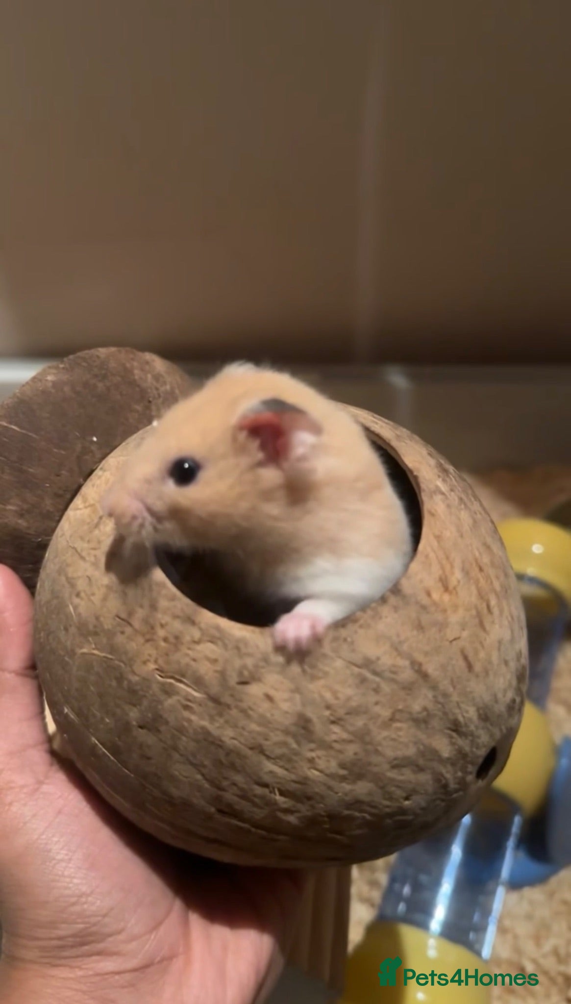 Hamster rodents Friendly Hamster Herbo looking for a loving home  - Advert 3