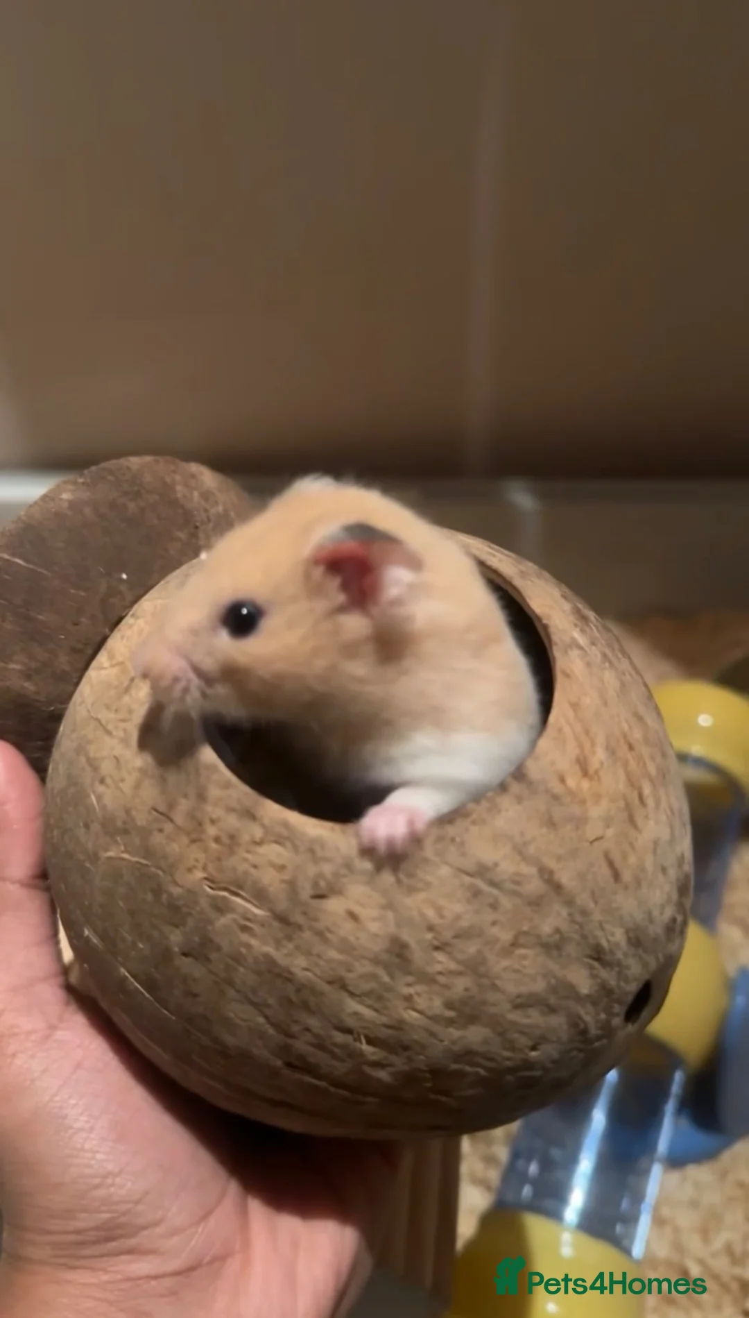 Hamster rodents for sale: Friendly Hamster Herbo looking for a loving home  in Hayes - Advert 1