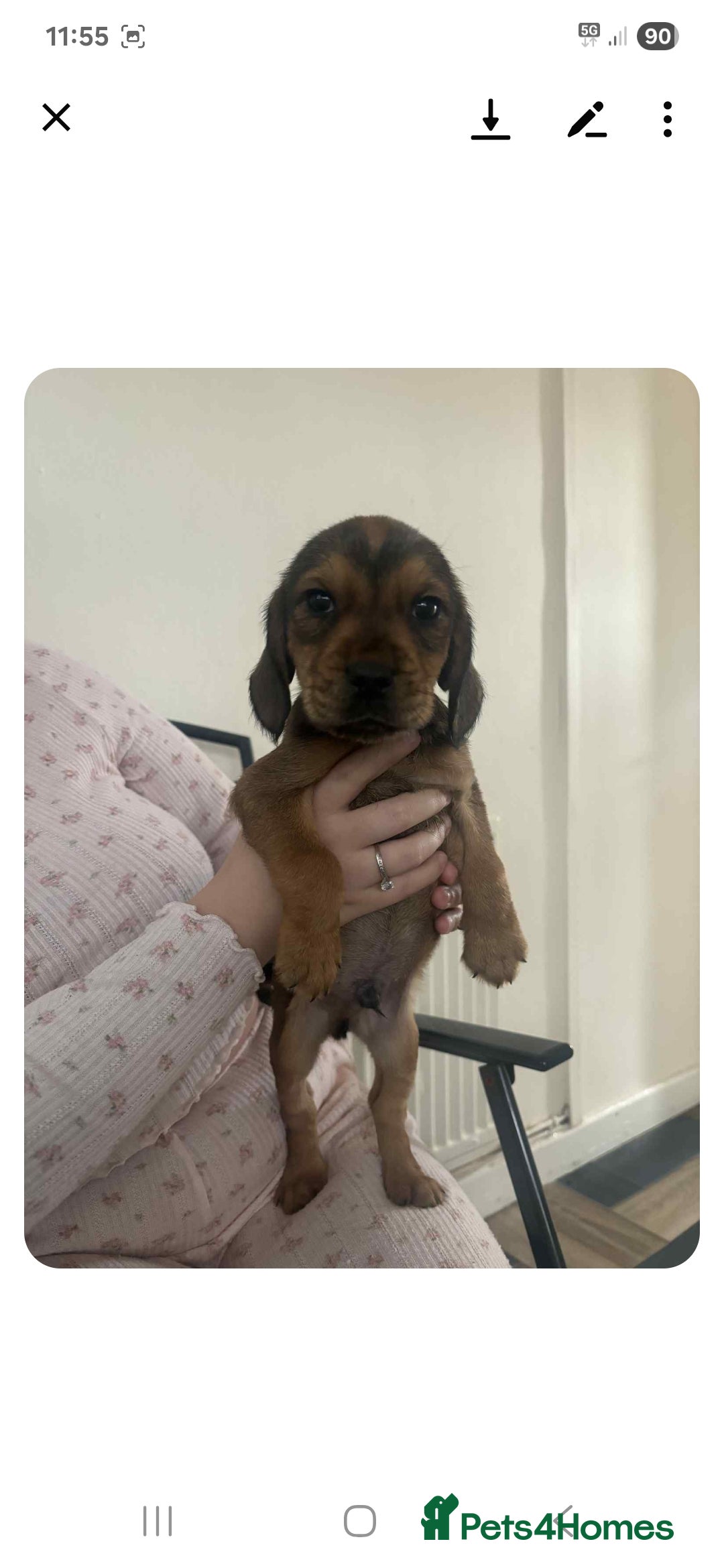 Mixed Breed dogs for sale: Lovely cocker spaniel x - Image 8
