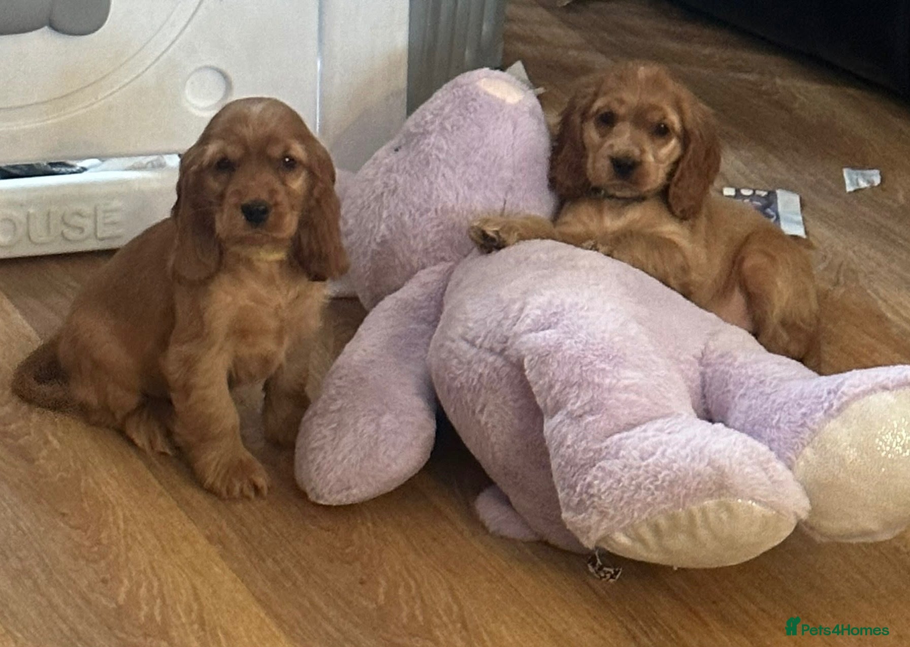 Cocker Spaniel dogs ⭐️Stunning show cocker spaniel puppies READY NOW - Advert 12