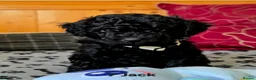 Toy Poodle dogs for sale: Toy Poodle  - Advert 27