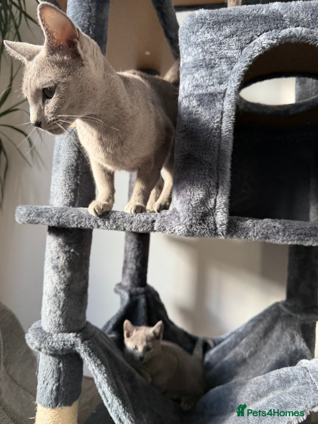 Russian Blue cats for sale: Russian Blue Female ACTIVE, TICA Registered. - Advert 8