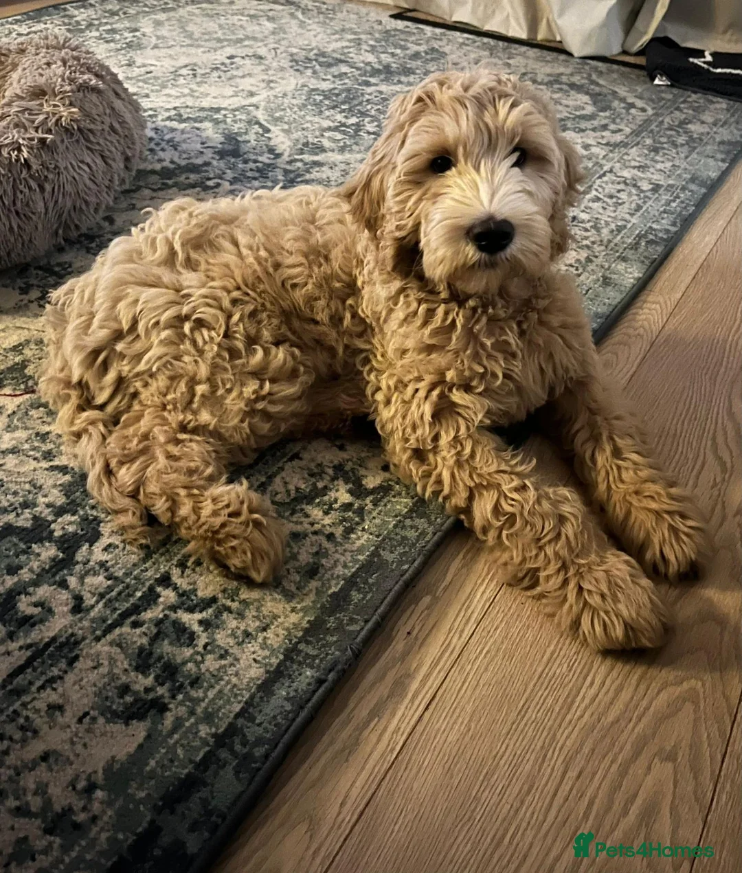 Double Doodle dogs for sale: Health and DNA tested Double Doodles - Advert 2
