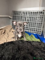 Mixed Breed dogs French staffy - Advert 3