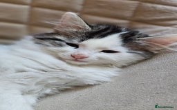 Turkish Angora cats for sale: Kitten ready to go  - Image 2