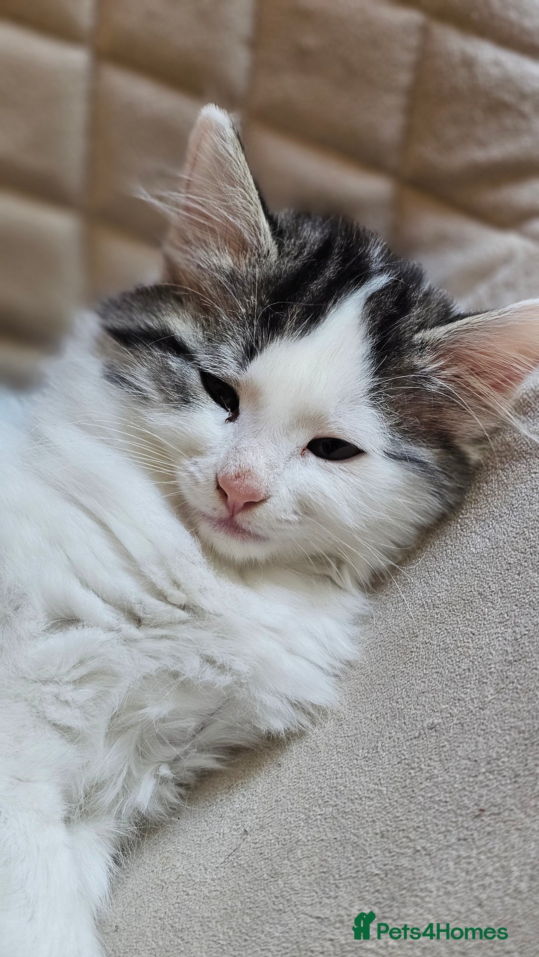 Turkish Angora cats for sale: Kitten ready to go  - Image 2