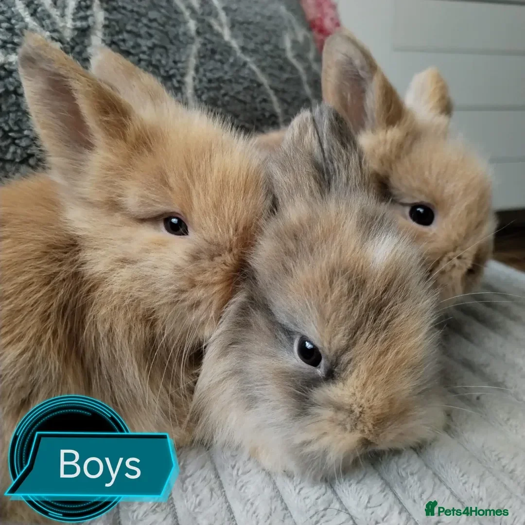 Lionhead rabbits for sale: Pure Breed Fluffy Double Mained LionHead Kits in Stoke-on-Trent - Advert 1