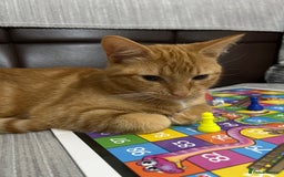 British Shorthair cats for sale: urgent: adorable 6 month old kitten for sale 🐾 - Image 3