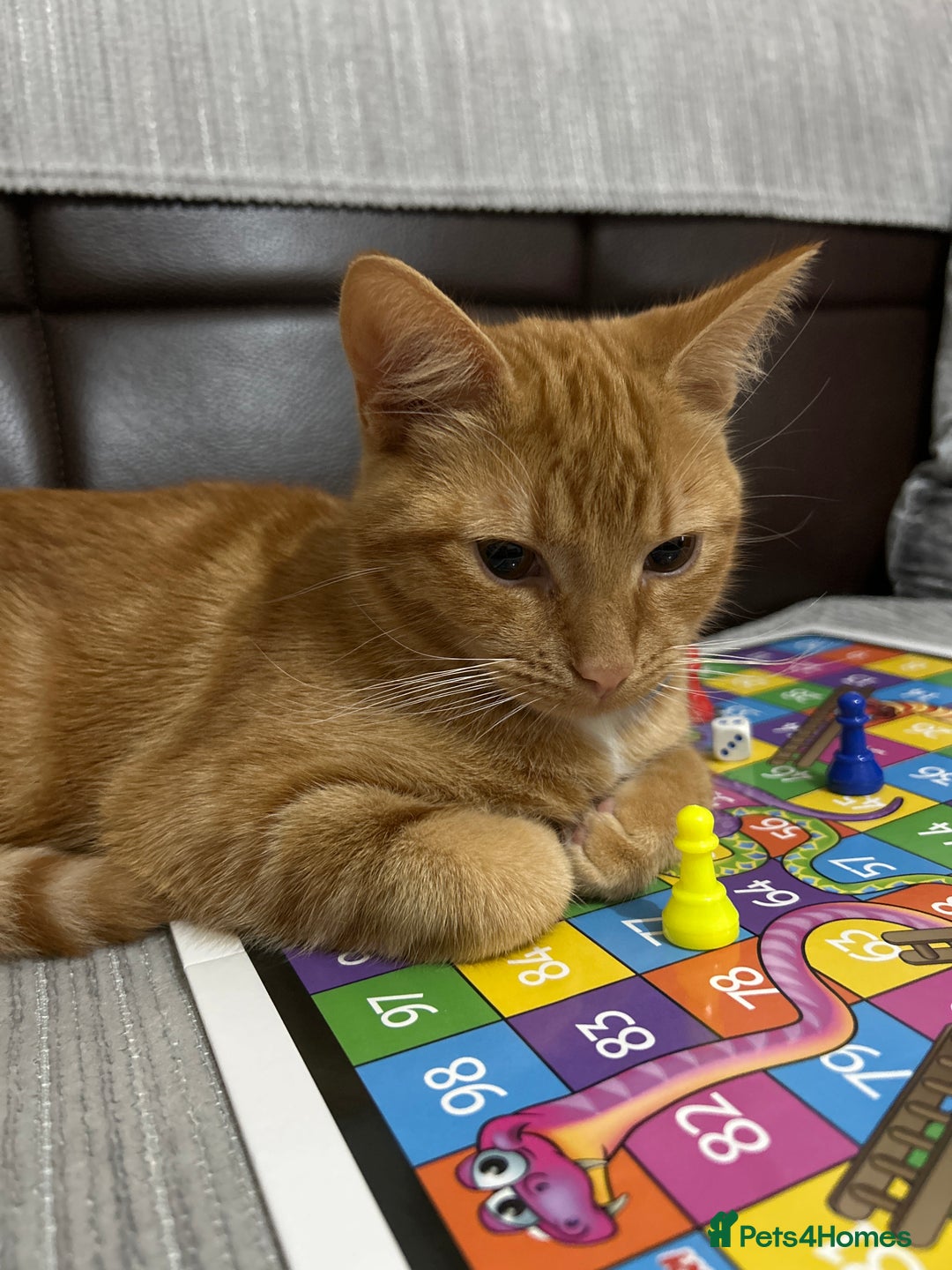 British Shorthair cats for sale: urgent: adorable 6 month old kitten for sale 🐾 - Image 3