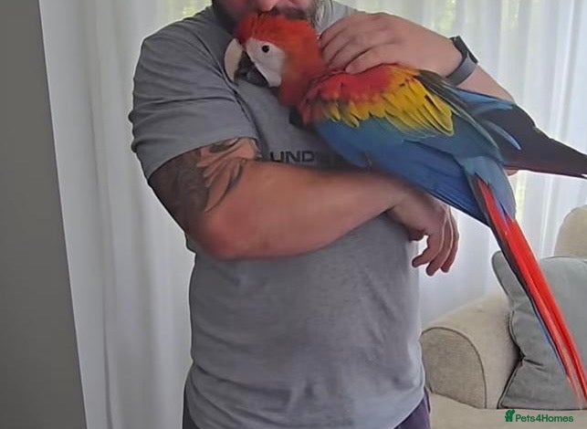 Macaws birds Fully tame scarlet macaw for sale  - Advert 20