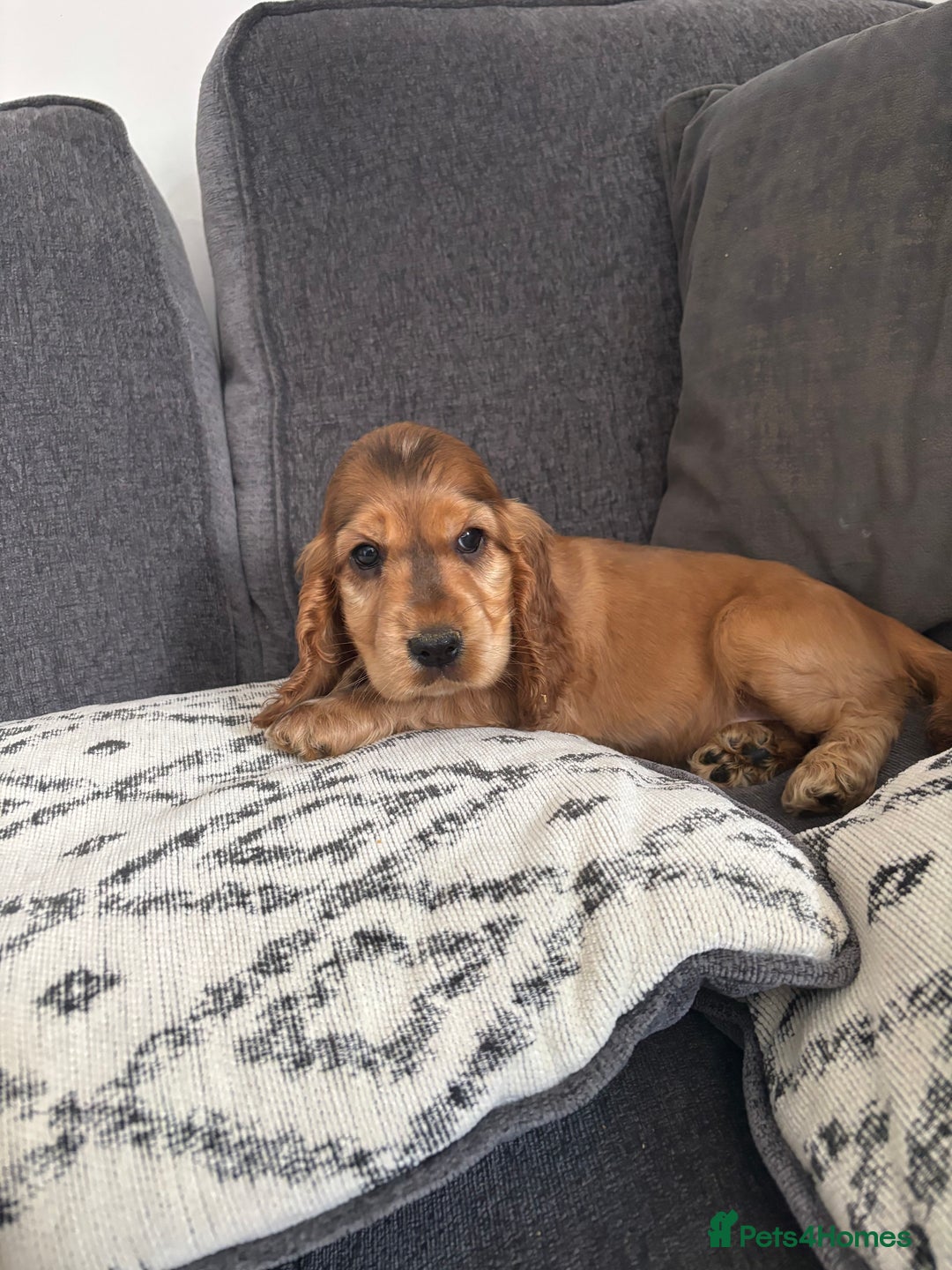 Cocker Spaniel dogs for sale: Beautiful show type cocker spaniel puppies - Image 15