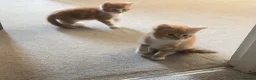 Mixed Breed cats for sale: 2 boys and 1 girl kittens available  in Farnham - Advert 9